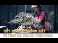 Cắt Mà Như Không Cắt: Kỹ Thuật Lọc Dăm Cây Sanh Bonsai | Trước Ngày Triển Lãm Mùa Xuân 2026