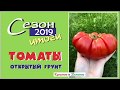 Томаты для открытого грунта. Сибирь. Итог сезона 2019