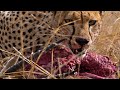 Cheetah Feeds Her Cubs 