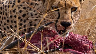 Cheetah feeds her cubs.