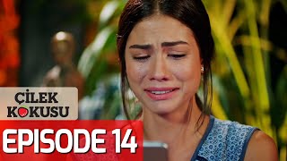 Strawberry Smell - Full Episode 14 (English Subtitles) | Cilek Kokusu