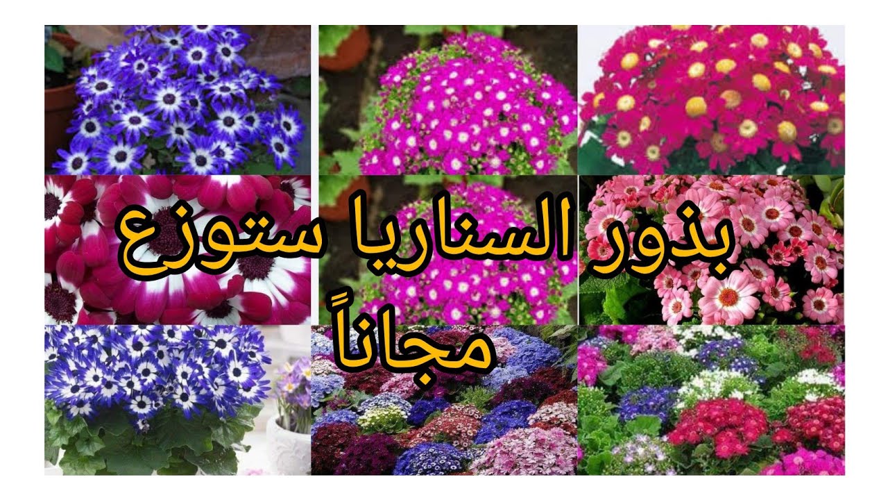 بذور السناريا ستوزع مجاناً للتشجيع على الزراعة في حملتنا التاسعة الحملة الخريفية بكروبنا بالفيسبوك