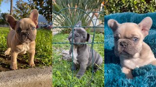 funny dogs compilation 😂😂🥰☺️#291 (cute bulldog baby dogs videos) by Doggy Lands 1 view 1 year ago 3 minutes, 12 seconds