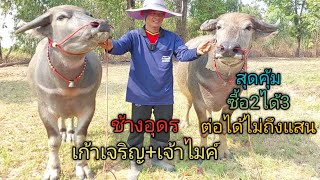 สุดคุ้ม ซื้อ2ได้3 ลูกชายช้างอุดร ลูกสาวเก้าเจริญสูง142 ท้องพ่อไมค์