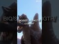 INDOMINUS REX VS CC SPINOSAURUS
