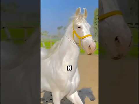Почему лошади покрываются пеной после езды🐎 В МИРЕ ЖИВОТНЫХ #животные