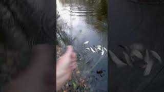 живец на подъёмник,малявочник