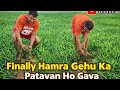 “Finally Hamra Gehu Ka Patavan Ho Gaya” “आख़िरकार हमारा गेहूं का पटवन हो गया । #tripathivlogs #vlog