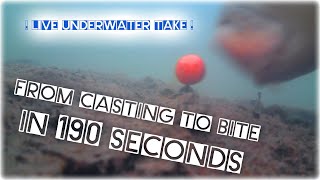 From Casting to Bite in 190 Seconds / Fast Underwater Carp Run / WaterWolf / Carp Fishing