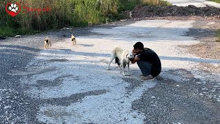 Hasta Anne Köpek Yavrularıyla Birlikte Su Bile Olmayan Bölgeye Bırakılmış