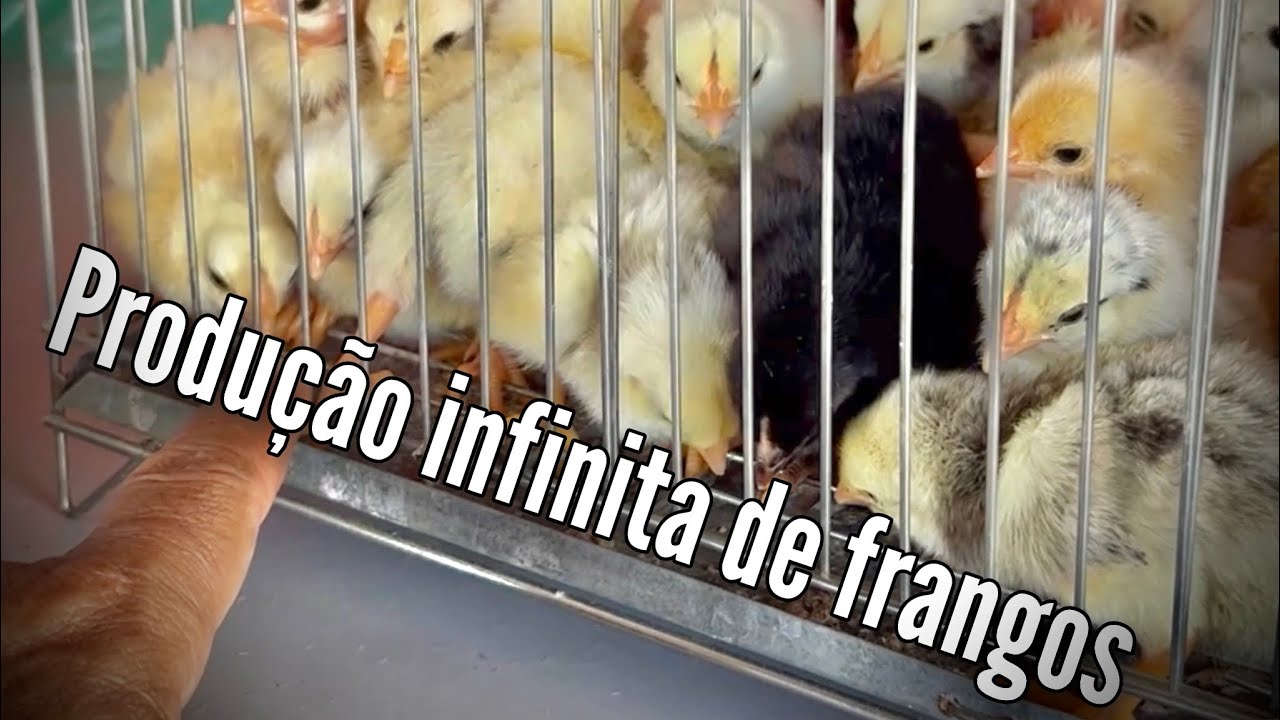 FRANGO PRA SEMPRE NO SEU QUINTAL | SIGA O PASSO A PASSO DA PRODUÇÃO INFINITA