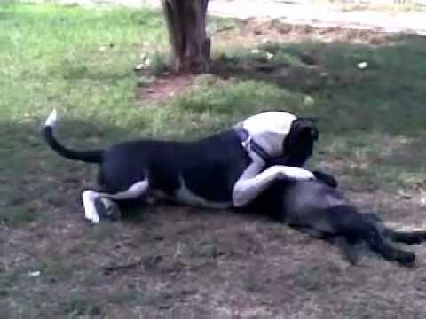 Vicious Lab pup goes for the throat of Bull terrie...
