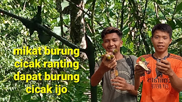 Mikat burung cucak ranting dapat burung cucak ijo mini