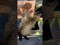 Ловил мышей поймал кота Ловил мышей поймал кота