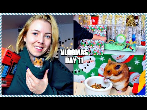 decorating-hamster-cages-|-syrian-hamster-fun-|-vlogmas