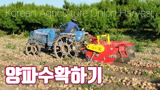 양파 수확하기 트랙터마차바퀴 불스수확기 korean agriculture onion harvest