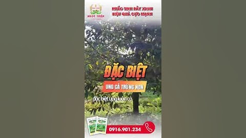 Thuốc trị Rầy xanh sầu riêng #durian #rayxanh #bvtv #saurieng #bvtvngocthien