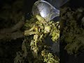 Broccoli benefits #broccolistirfry #broccolibenefits #shortvideo #🥦🥦