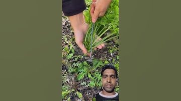 Simple method for pulling carrots- Good tools and machinery can increase work efficiency #shorts