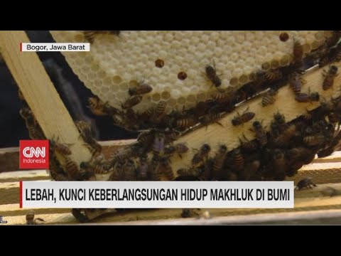Lebah, Kunci Keberlangsungan Hidup Makhluk Bumi