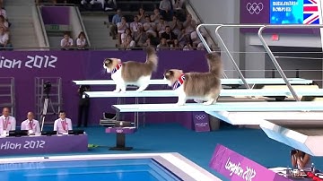 Cat Olympics 2025 | Bicolor Ragdoll Cats Doubles Diving Finals 🏆