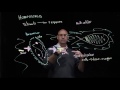 Homeostasis and Stimulus Response in Paramecium and Multi-Cellular Organisms