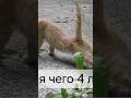 Адыгея Фотон Foton манипулятор застрял грязь Краснодар