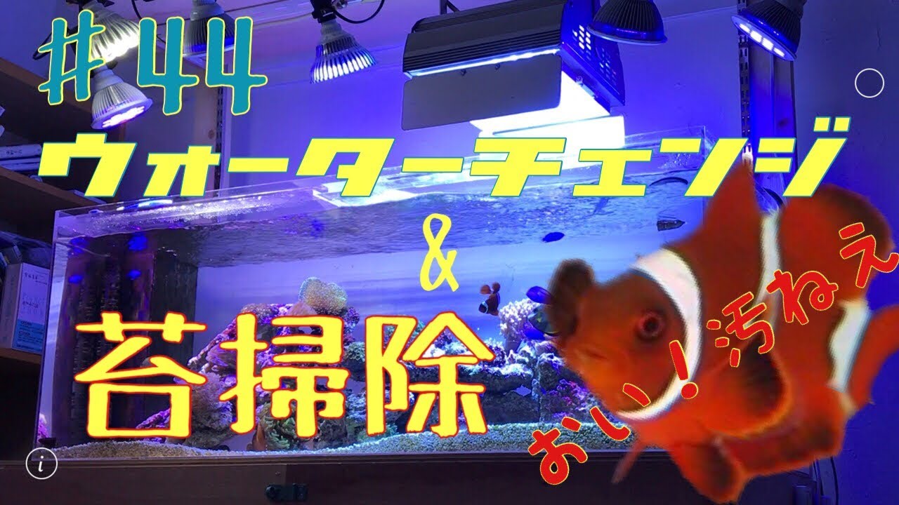 海水魚水槽 44 お魚の声が聞こえた 水換え 苔掃除 Youtube