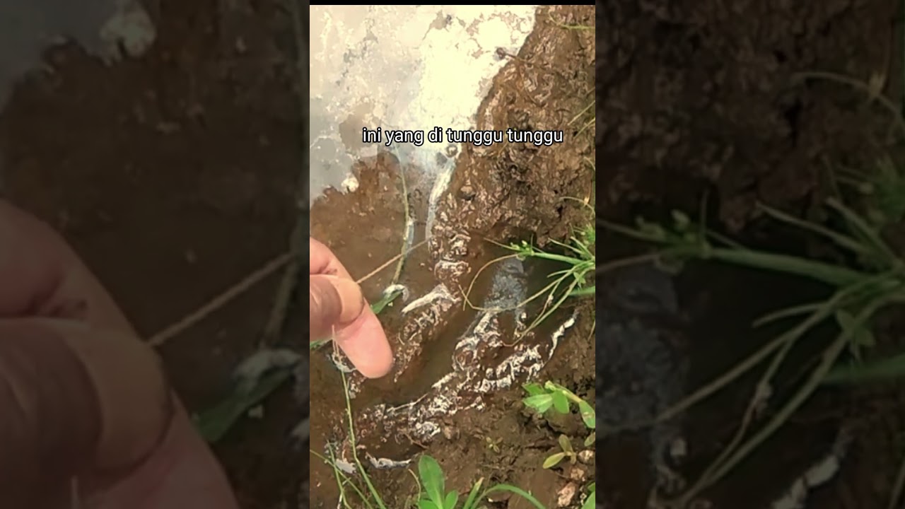 viral mancing belut di sawah lubangnya cantik sekali 