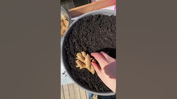 Growing Ginger In The Garden (It’s Easy 🤫) #gardeningvideos #growyourownfood #gardening #planting