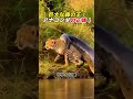 巨大な森の王！ アナコンダの正体！    #アナコンダ #巨大ヘビ #アマゾン #野生動物 #動物の世界のサムネイル