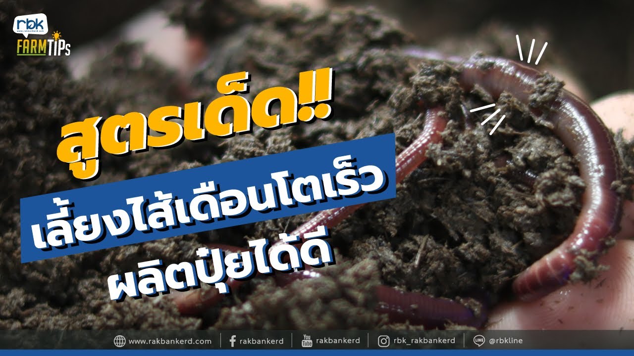 สูตรเด็ด เลี้ยงไส้เดือนให้โตเร็ว [ Rakbankerd | รักบ้านเกิด ]