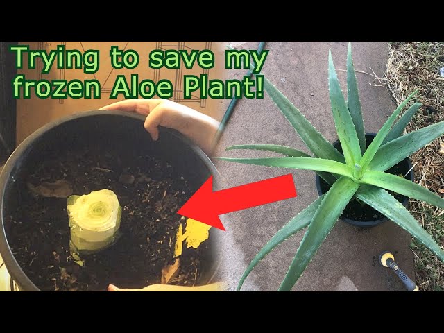 Trying to save my Aloe plants from cold/frost damage!  - YouTube