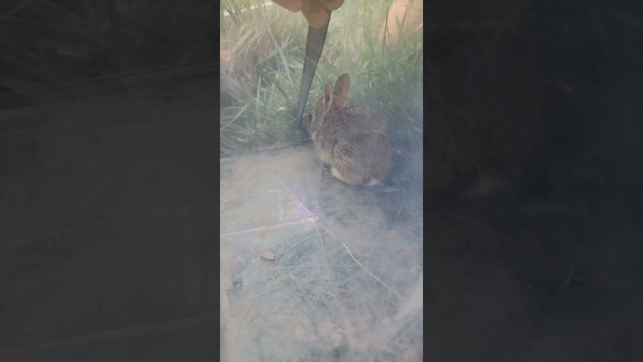 removing ticks from baby rabbit animals YouTube