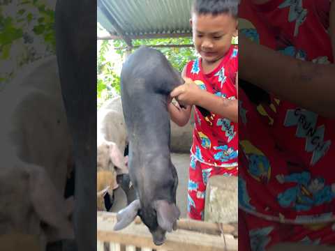 Day To Separate The Piglets From Mommy Backyardfarming