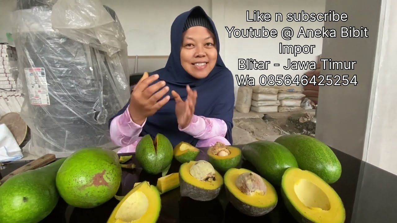 REVIEW ALPUKAT CATALINA , TA21, HONG NGOC, RUSSEL