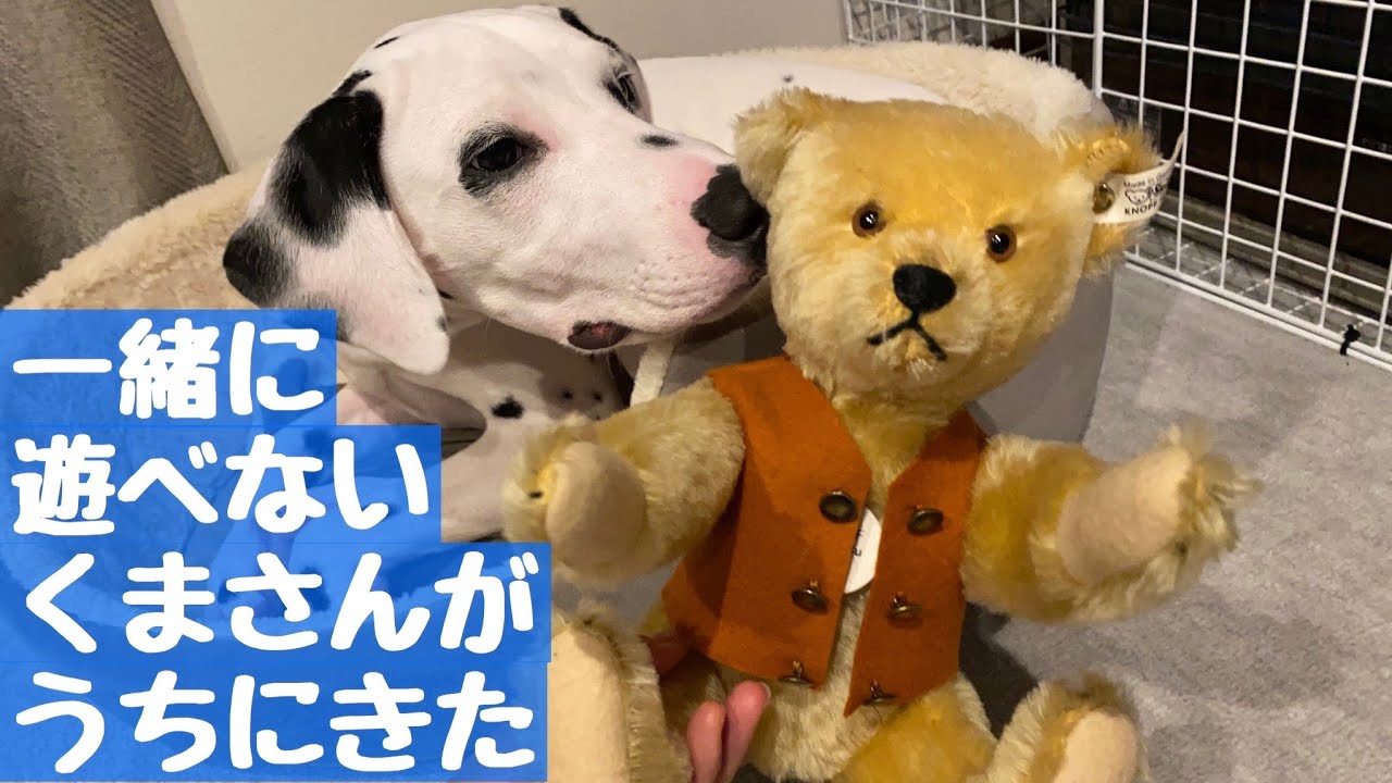 【シュタイフ】おもちゃで遊ばせてもらえない子犬反応。ダルメシアン子犬シュタイフSteiff YouTube