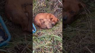 She & her Newborn puppies struggled to survive in frozen cold in the field After abandoned