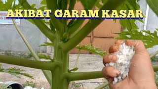 HASIL DARI PEMBERIAN GARAM KASAR PADA TANAMAN PEPAYA