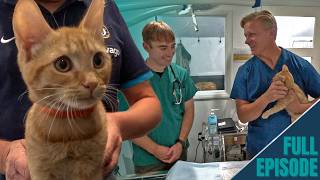Haemaphrodite cat? Scott Investigates...