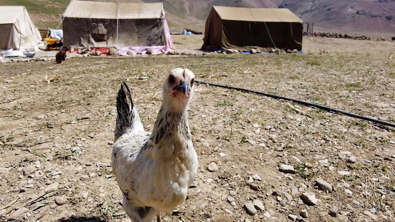 View of houses and nomadic lifestyle - ROOSTA