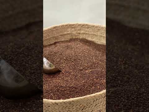 مراحل انتاج زيت السمسم البلدي