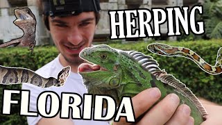 HERPING The Florida EVERGLADES Episode 3: Lizard Massacre