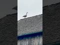 Canadian Goose Talking with his flock Below! #canadiangeese #geese #bird #birdwatching #pennsylvania
