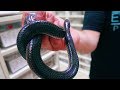 TOP 10 MOST BEAUTIFUL COLUBRID SNAKES IN THE WORLD! BadChoiceNoah