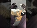 【宮城旅】2泊3日の猫島旅行の最終日に、最高の思い出ができてしまった件【田代島】