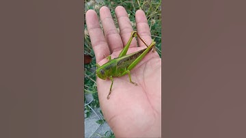 beautiful grasshopper #animals #nature #insects #grasshopper #shorts