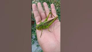 beautiful grasshopper #animals #nature #insects #grasshopper #shorts