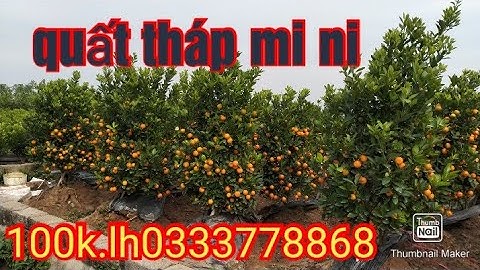 quất tháp mi ni, quất tết 2021 - 2022 quất cảnh