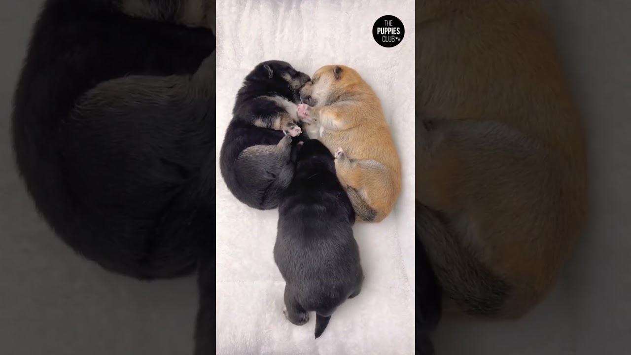 The CUTEST cuddle puddle! #shorts #dog #pet
